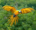 /album/fotogaleria-fotogaleria1/guacamayo-azul-y-amarillo-amazonia-peruana-jpg/